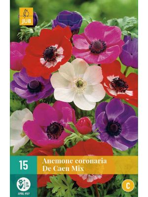 Anemone Coronaria De Caen mix - bulbi autunnali