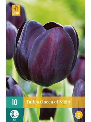 Tulipano Queen Of Night tardivo - bulbi autunnali