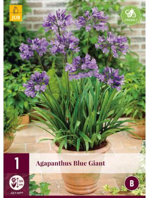 Agapanthus Blue Giant - bulbi primaverili