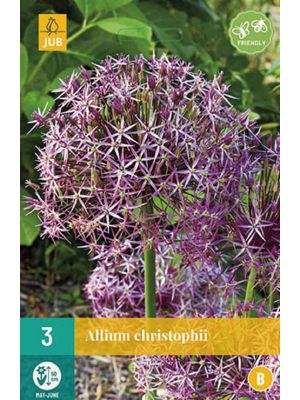 Allium christophii - bulbi autunnali