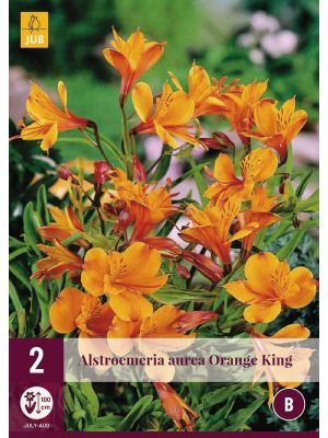 Alstroemeria Orange King - bulbi primaverili