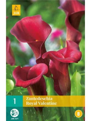 Calla Zantedeschia Royal Valentine - bulbi primaverili