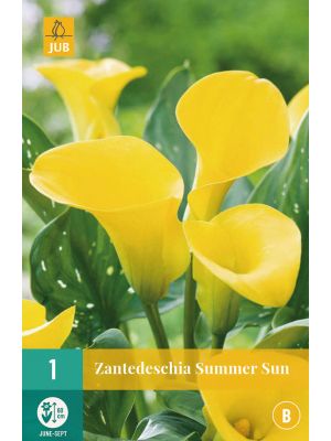 Calla Zantedeschia Summer Sun - bulbi primaverili