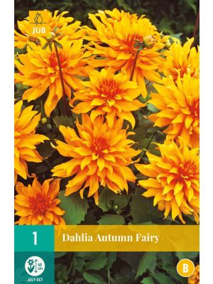 Dalia Autumn Fairy - bulbi primaverili