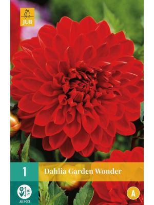Dalia Garden Wonder - bulbi primaverili