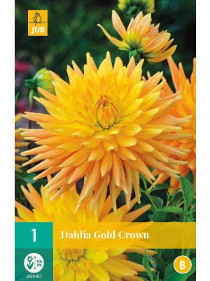 Dalia Gold Crown - bulbi primaverili