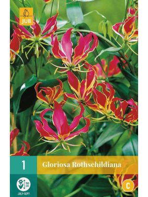 Gloriosa Rothschildiana - bulbi primaverili