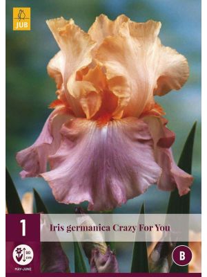 Iris Germanica Crazy For You - bulbi primaverili