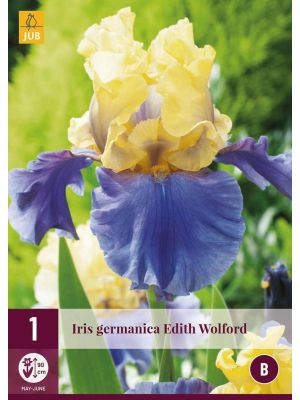 Iris Germanica Edith Wolford - bulbi primaverili