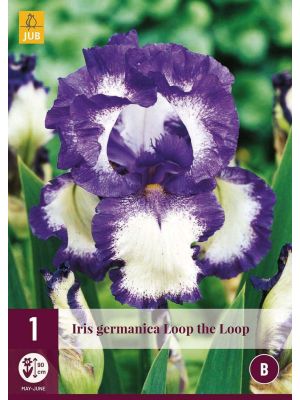 Iris Germanica Loop The Loop - bulbi primaverili
