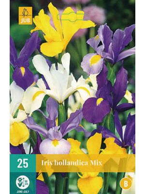 Iris hollandica mix - bulbi autunnali