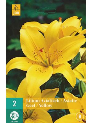 Lilium asiatic giallo - bulbi autunnali