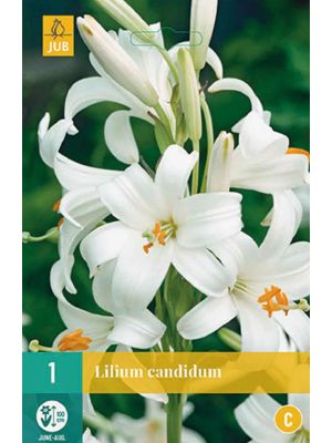 Lilium candidum - bulbi autunnali