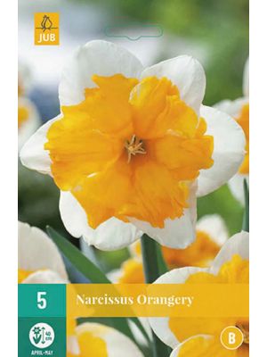 Narciso orangery - bulbi autunnali