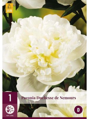 Peonia Duchesse De Nemours - bulbi primaverili