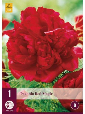 Peonia Red Magic - bulbi primaverili