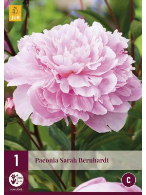 Peonia Sarah Bernhardt - bulbi primaverili