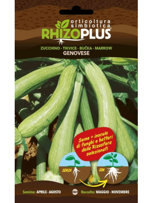 Zucchino Genovese - busta di sementi Rhizoplus